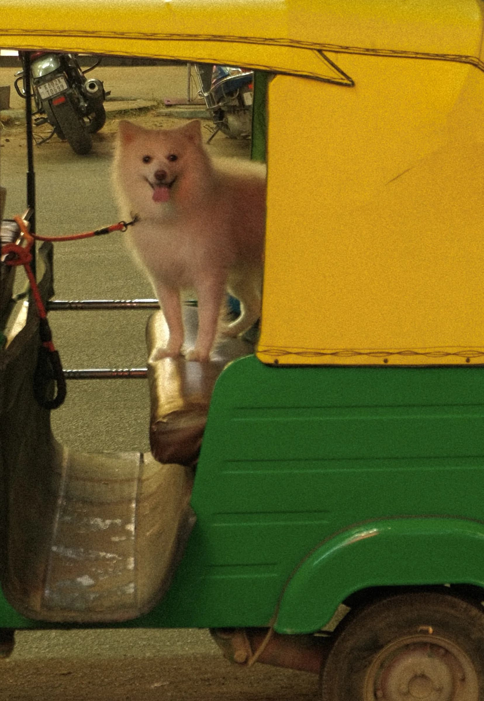Dog